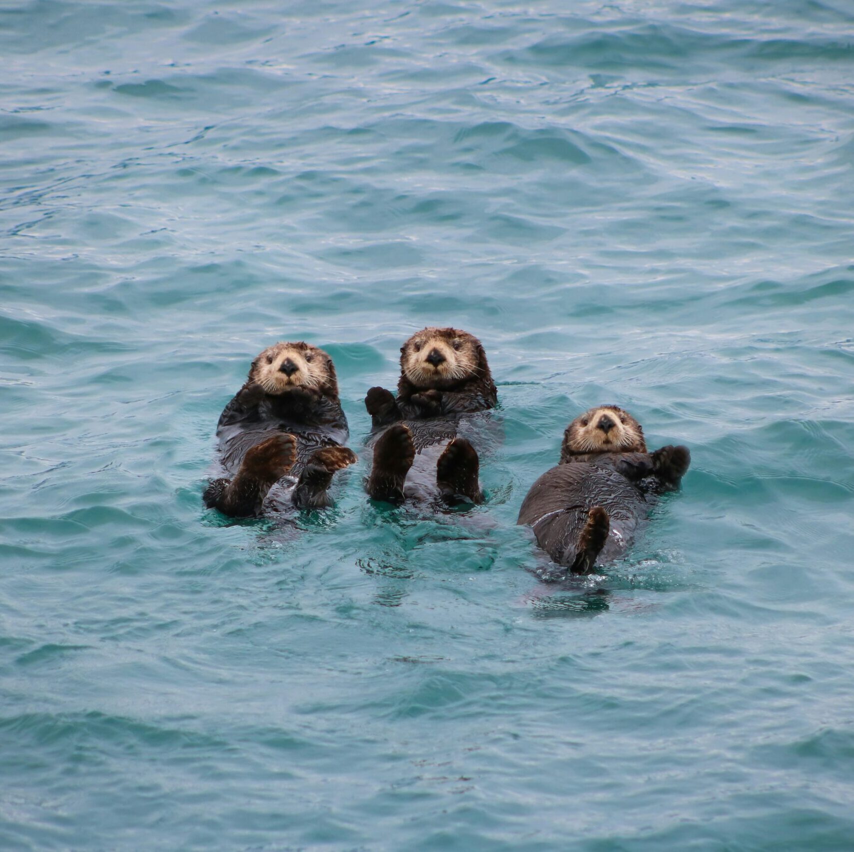 Why Alaska Cruises Are Better With a Travel Advisor